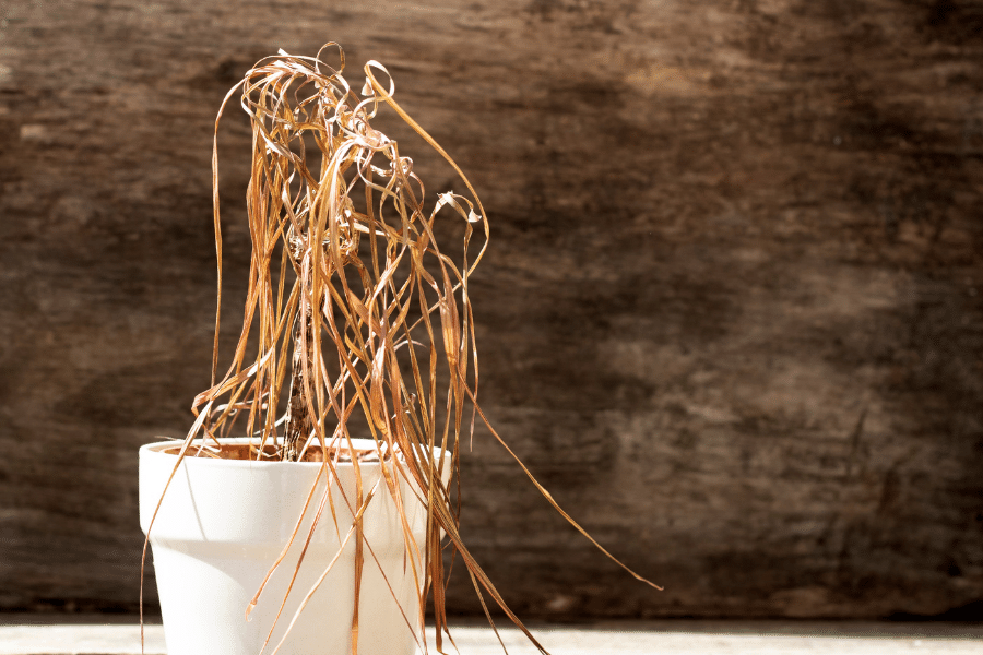 Przesuszona roslina w doniczce